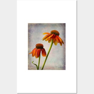 Two Textured Summer Coneflowers Still Life Posters and Art